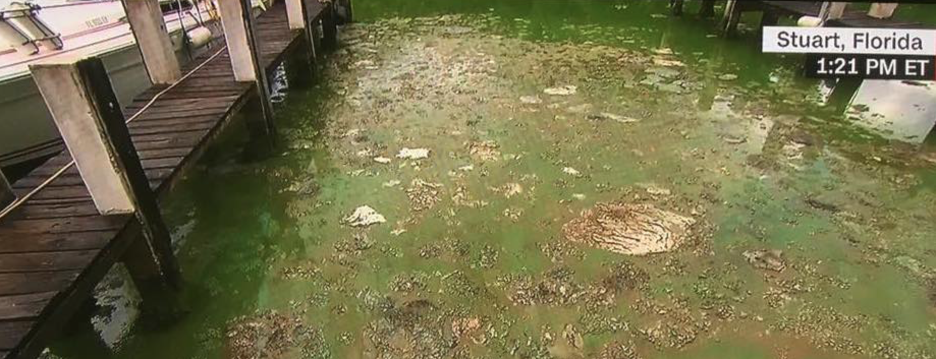 What’s up with the algae bloom?