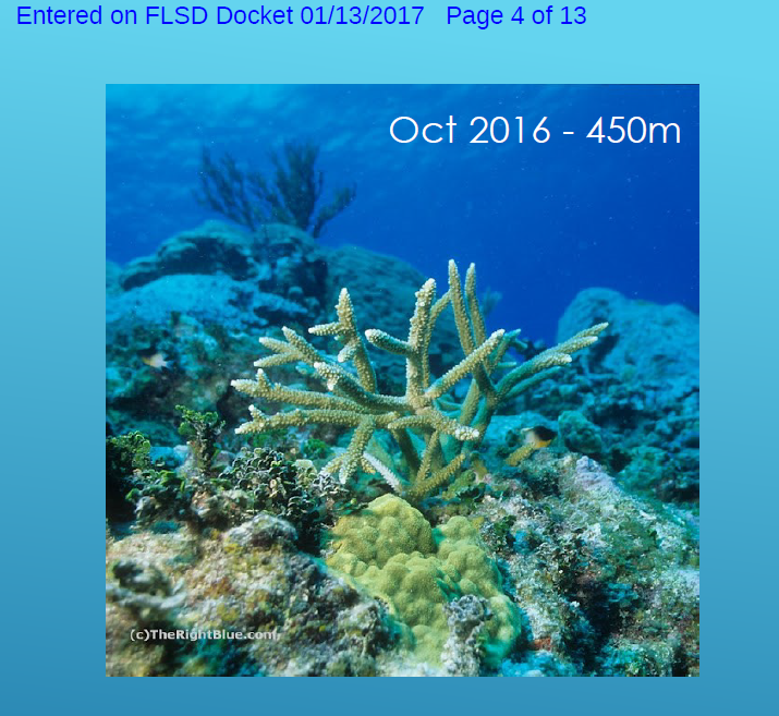 Enviros Blast Army Corps Over Wrong Evidence In Reef Row