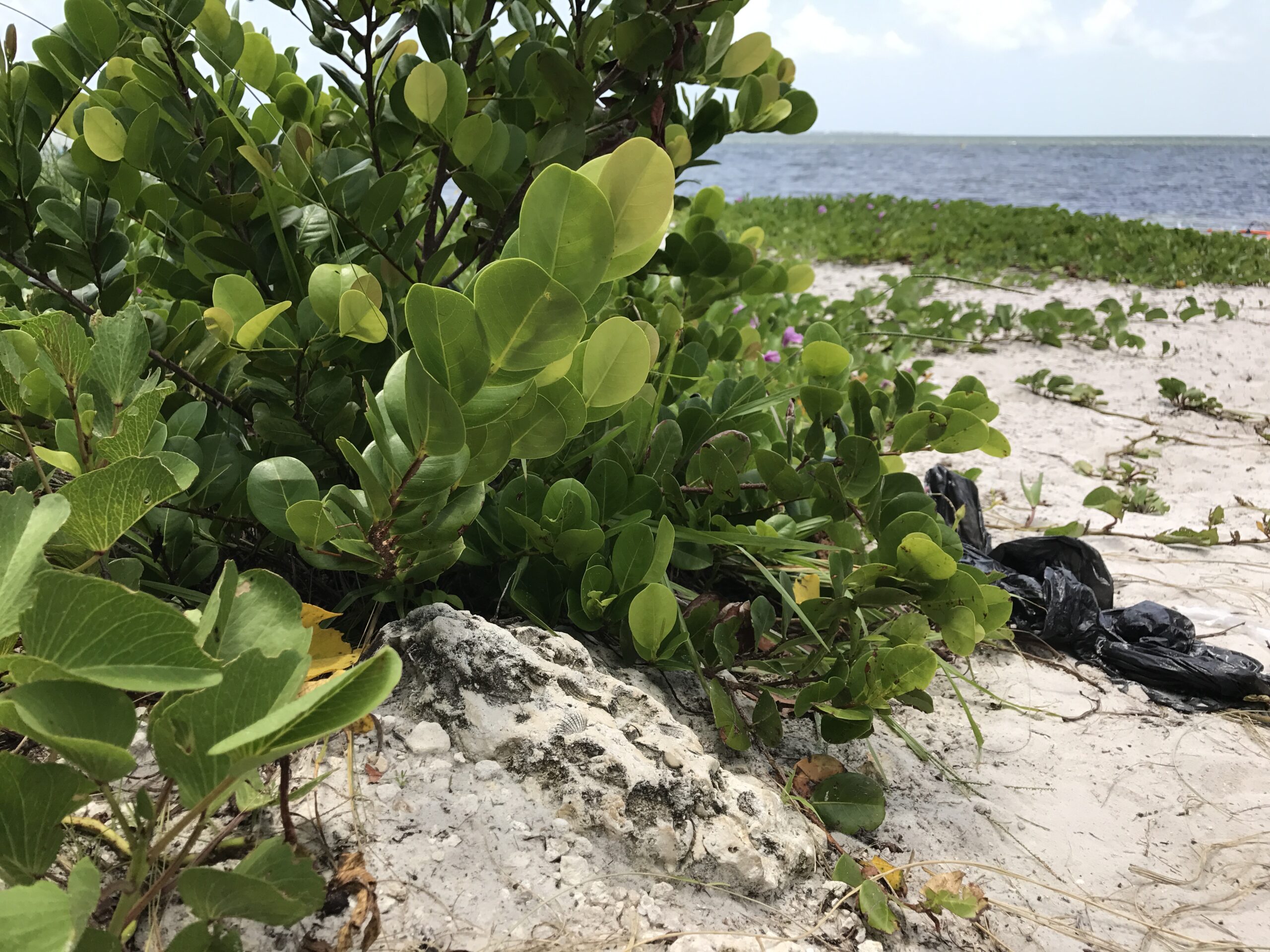 Throwaway Culture & Impacts on the Marine Environment