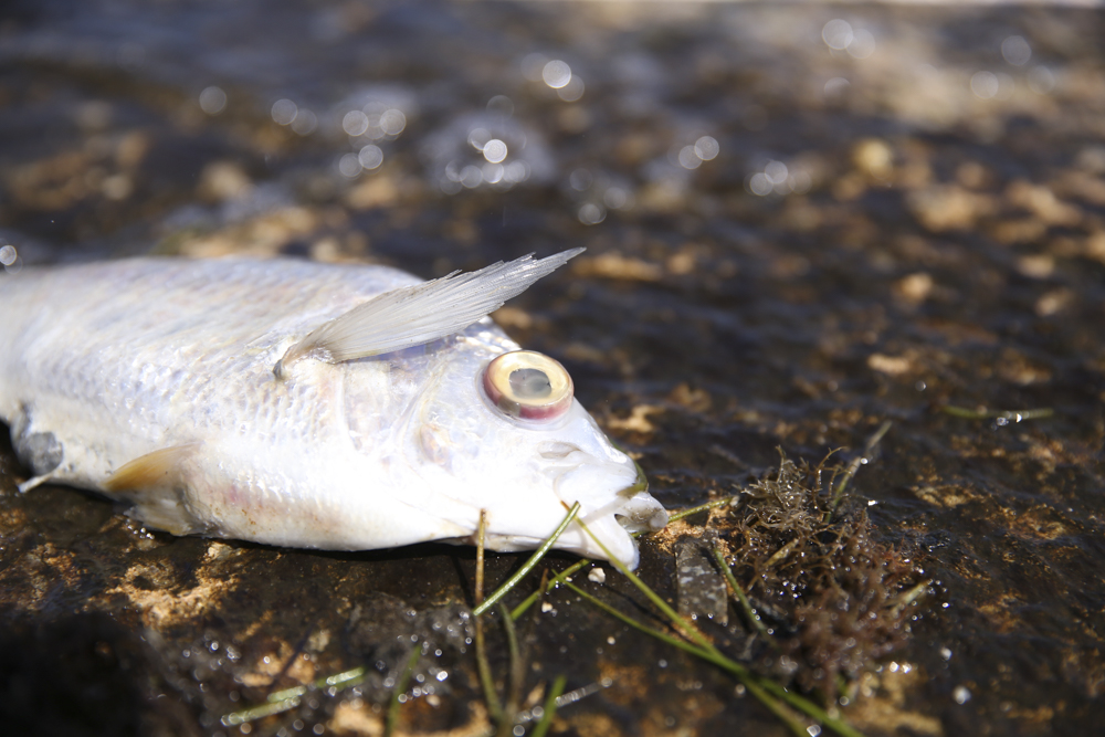 Small Fish Kill Brings Big Concern for Biscayne Bay
