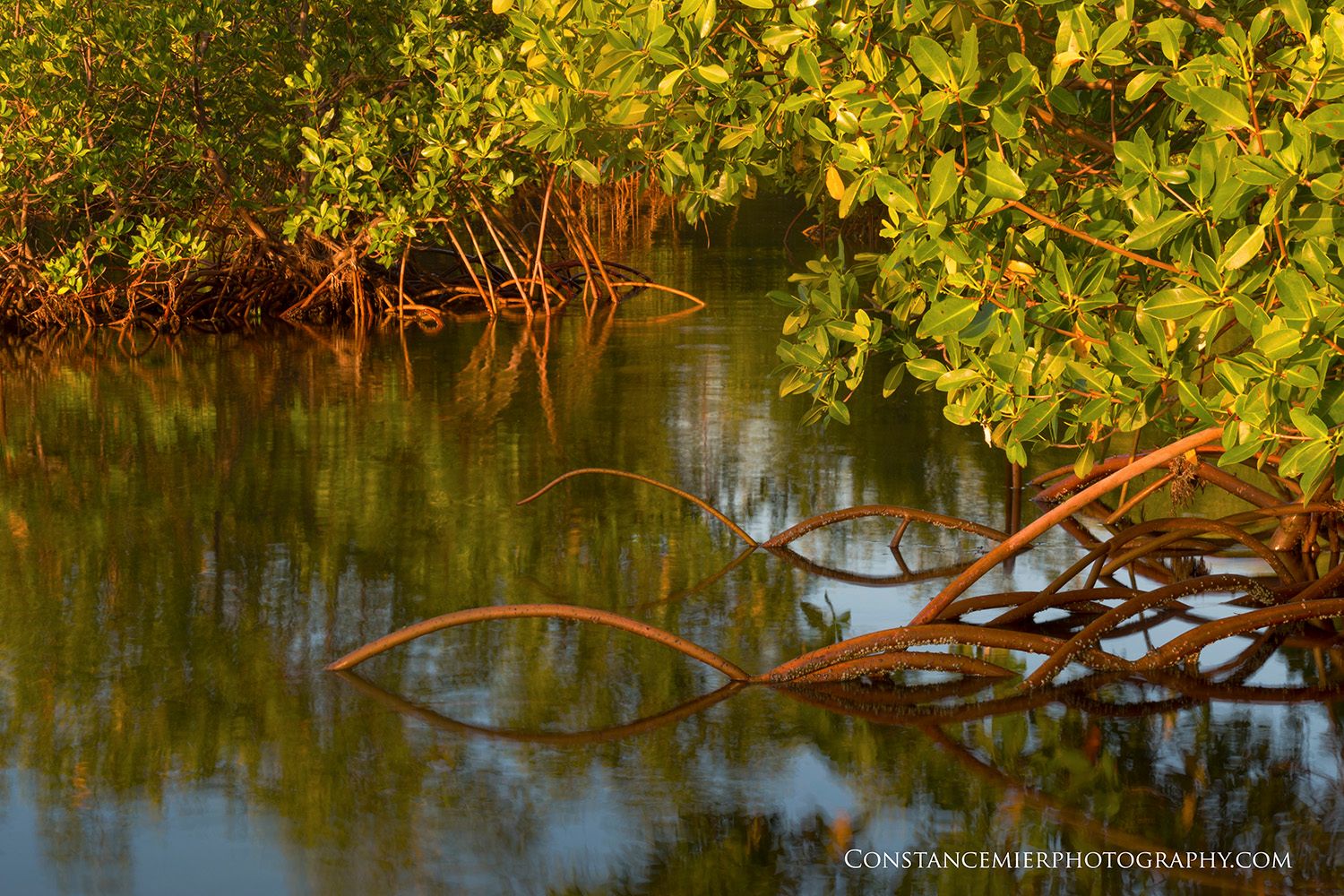 Proposed Revisions to Endangered Species Act Habitat Rules