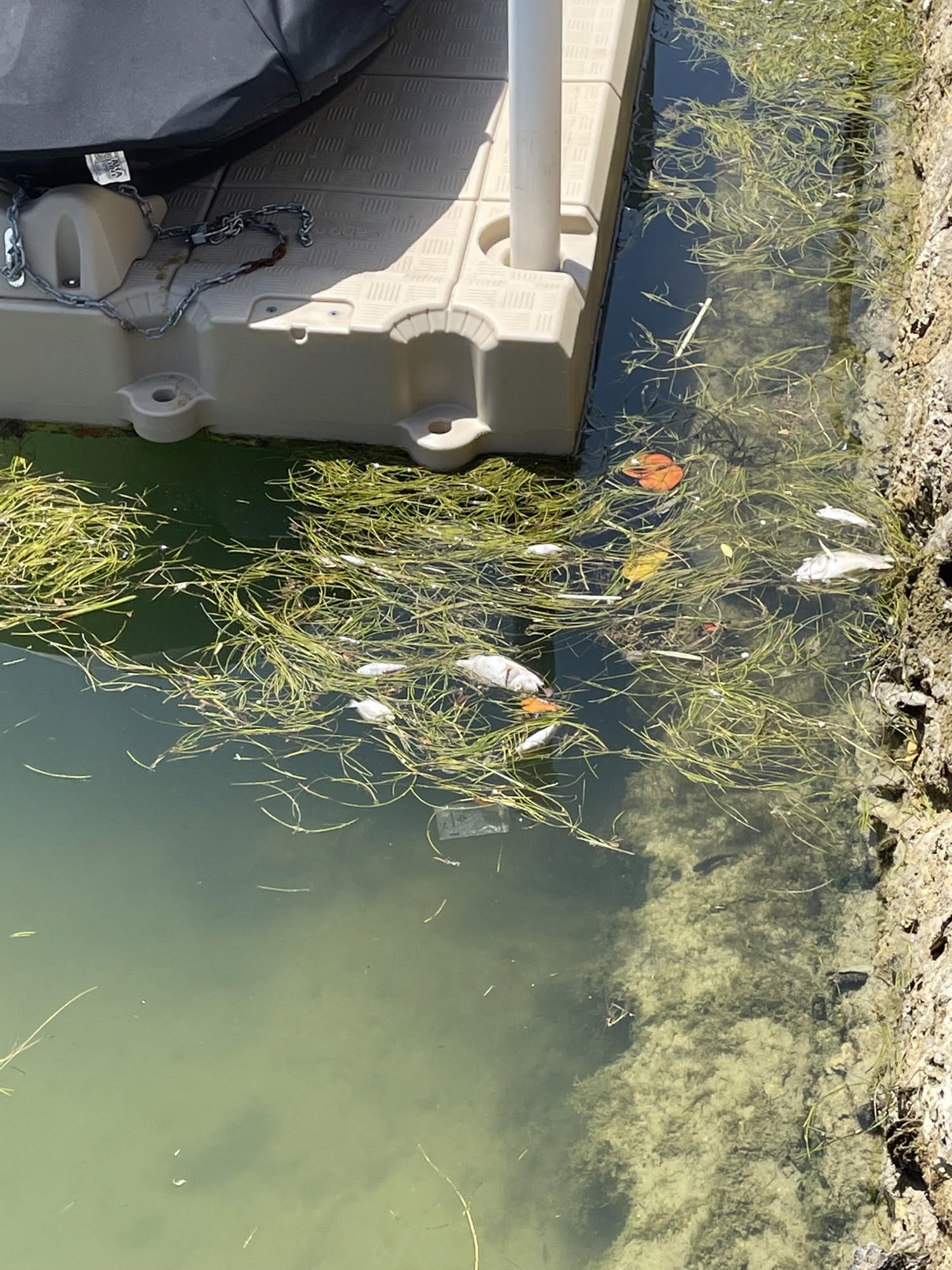 Biscayne Bay at its Tipping Point: Fish Kill on Labor Day Weekend