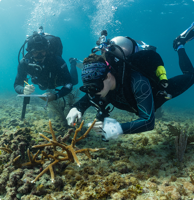 Urgent Funding Needed to Restore Florida’s Coral Reef