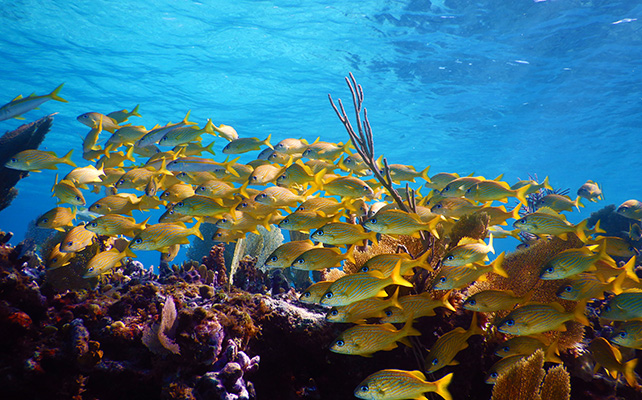 Coral Reefs