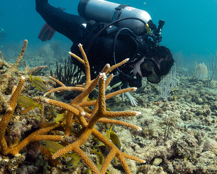 Protect Florida’s Coral Reef |  Sand Bypass Project